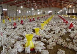 سیستانوبلوچستان روی مدار خودکفایی در تولید مرغ