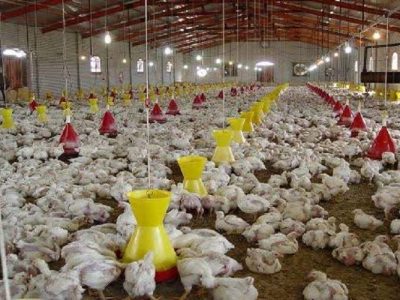 سیستانوبلوچستان روی مدار خودکفایی در تولید مرغ