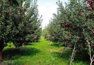 شتاب در صدور شناسنامه بهرهبرداران کشاورزی سیستانوبلوچستان
