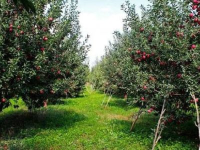 شتاب در صدور شناسنامه بهرهبرداران کشاورزی سیستانوبلوچستان