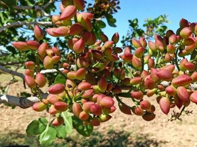 افزایش ۱۰۰۰ هکتاری سطح باغ‌های پسته سیستان‌وبلوچستان