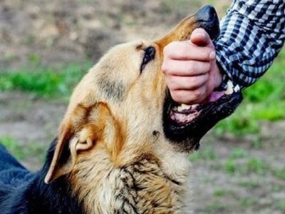 هاری را با کمترین هزینه مهار کنیم