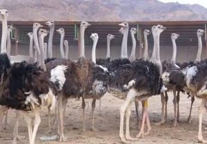 پرورش شترمرغ، فرصت طلایی اشتغال در زهک