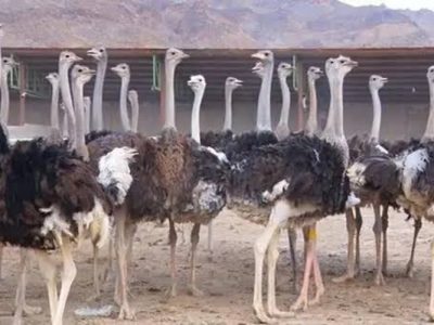 پرورش شترمرغ، فرصت طلایی اشتغال در زهک