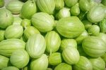 جالیز، نسخه کشاورزان زهک برای روزهای کم‌آبی