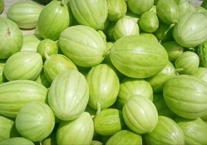 جالیز، نسخه کشاورزان زهک برای روزهای کم‌آبی
