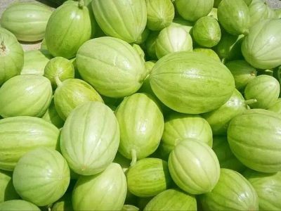 جالیز، نسخه کشاورزان زهک برای روزهای کمآبی