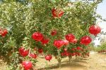 برداشت ۳۱ هزار تن انار از باغ‌های سیستان‌وبلوچستان