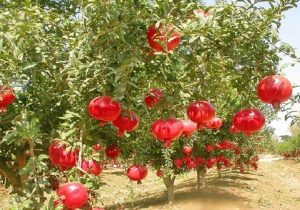 برداشت ۳۱ هزار تن انار از باغهای سیستانوبلوچستان
