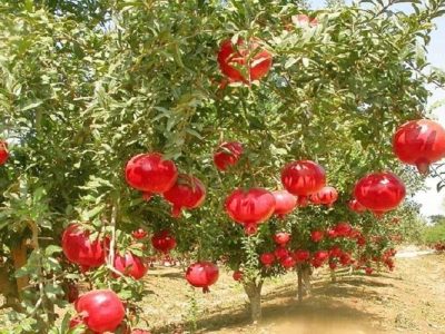برداشت ۳۱ هزار تن انار از باغهای سیستانوبلوچستان