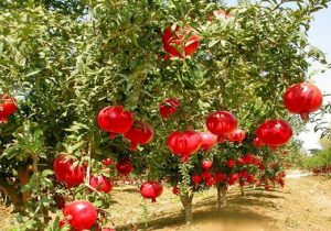 سرخی انار، مهمان باغ‌های زاهدان شد