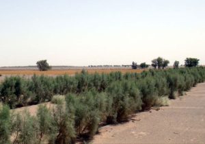 بیابان‌زُدایی در سیستان و بلوچستان با تکیه بر دانش بومی
