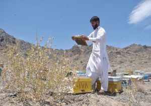 توسعه زنبورداری در سیستان و بلوچستان