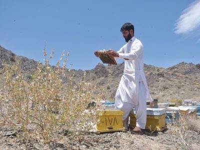 توسعه زنبورداری در سیستان و بلوچستان