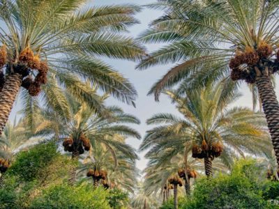 نخلستان‌های خاش، گنجی در انتظار شکوفایی