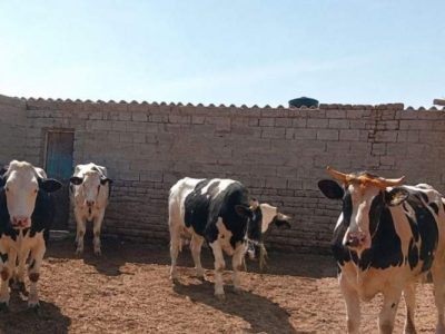 چراغ گاوداریهای نیمروز در طوفان خشکسالی روشن است