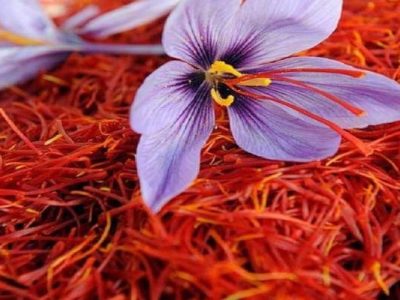 سطح زیرکشت زعفران سیستانوبلوچستان به ۵۱ هکتار رسید